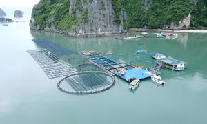 Nỗ lực cho mục tiêu phát triển bền vững