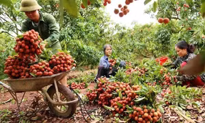 Cần kiểm soát chặt chất lượng rau quả xuất khẩu