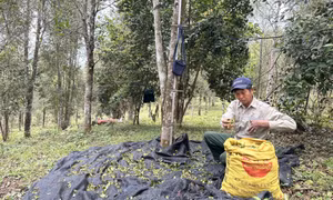 Thêm động lực phát triển bền vững ngành lâm nghiệp