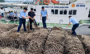 Tiêu hủy 30 tấn hàu giống không rõ nguồn gốc