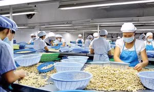 Giá hạt điều tăng kỷ lục