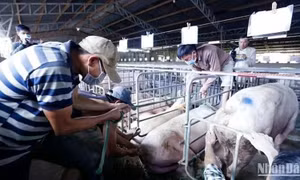 Không để phát sinh thêm ổ dịch tả lợn châu Phi