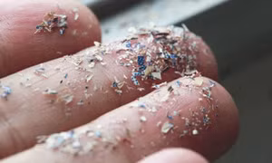 Vấn nạn vô sinh vì vi hạt nhựa