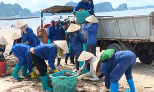 Hạ Long: Thu gom lượng lớn rác thải sau mưa lớn