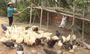 Sẽ sớm ban hành quy định về các khu vực cấm chăn nuôi 