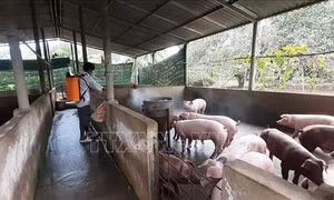 Thủ tướng Chính phủ chỉ đạo tập trung phòng, chống dịch bệnh gia súc, gia cầm