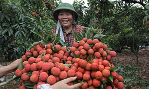 Bản tin Vùng Đông Bắc ngày 21/6/2024
