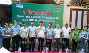 Đầm Hà triển khai mô hình trồng na tại xã Tân Lập