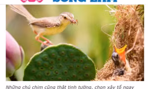 Xôn xao chuyện cắt tổ chim để chụp ảnh nghệ thuật