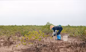 Phát huy giá trị rừng ngập mặn Đồng Rui