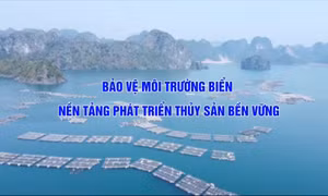 Bảo vệ môi trường biển - Nền tảng phát triển thủy sản bền vững