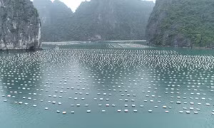Từ ngày 1/1/2022, các cơ sở NTTS phải sử dụng vật liệu làm phao nổi phù hợp quy chuẩn