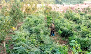 Tiên Yên: Nhân rộng các vườn mẫu