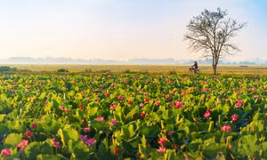 Mùa sen ở ngoại ô xứ Huế
