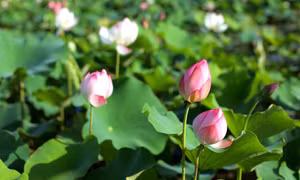 Quảng Yên mùa sen gọi hè