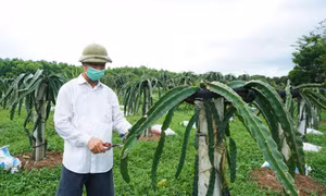 Đầm Hà: Phát triển vùng trồng cây ăn quả tập trung