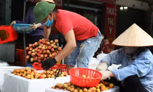 Ưu tiên cấp C/O cho nông sản xuất khẩu