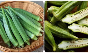 Đậu bắp - thực phẩm quen thuộc rẻ tiền chống ung thư cực tốt