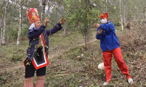 Phát triển kinh tế rừng gắn với xây dựng nông thôn mới