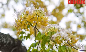 Những cây hoa bún khoe sắc vàng rực rỡ đầu tháng 4