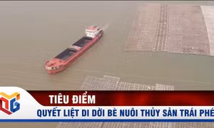 Quyết liệt di dời bè nuôi thủy sản trái phép