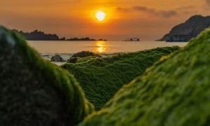 Ngỡ ngàng trước vẻ đẹp mùa rêu biển ở Bình Định