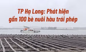 TP Hạ Long: Phát hiện gần 100 bè nuôi hàu không đúng quy định