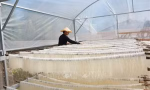 EC siết chặt kiểm tra dư lượng thuốc trừ sâu trong phở, bún từ Việt Nam