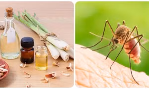 Cách đuổi muỗi, dĩn trong nhà hiệu quả không cần dùng hóa chất