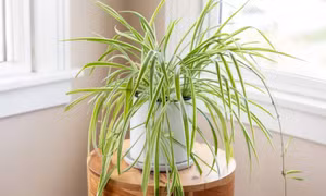 Những cây dễ trồng trong nhà có lợi cho sức khỏe