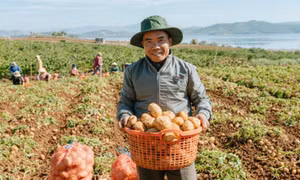 Trồng khoai tây làm snack, nông dân Lâm Đồng lãi nửa tỷ đồng