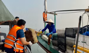Sở Tài nguyên và Môi trường tổ chức ra quân thu gom rác thải trên Vịnh Hạ Long