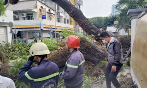 Điều tra vụ cây xanh bật gốc trước cổng trường, 5 người bị thương