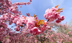 Hoa anh đào bung nở lãng mạn tại Parc de Sceaux, Pháp
