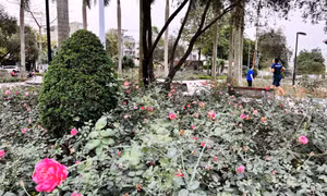 Cẩm Phả mát xanh