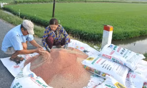 Giá phân bón giảm thấp nhất trong 2 năm qua