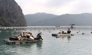 Vân Đồn quyết tâm hoàn thành việc chuyển đổi phao xốp trong NTTS