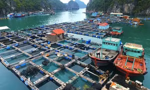Phí thẩm định kinh doanh có điều kiện thuộc lĩnh vực thủy sản 5,7 triệu đồng/lần