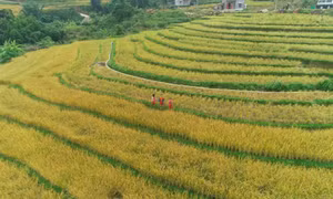 Mùa cơm mới trên đỉnh Cao Ba Lanh