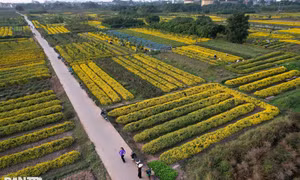 Mùa hoa cúc chi cuối cùng vàng rực trên cánh đồng Nghĩa Trai