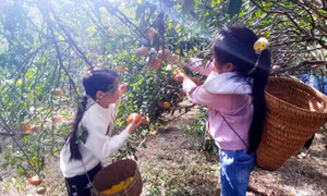 Hấp dẫn vườn cam Vạn Yên