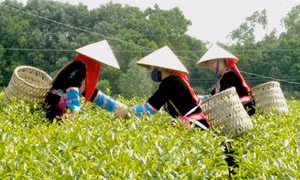 Xuân về trên những đồi chè