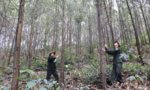 Sức sống mới cho những cánh rừng gỗ lớn