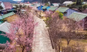 Hoa Mai anh đào bừng nở khắp buôn làng K’Ho đẹp nao lòng