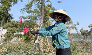 Nét đẹp thành phố triệu đóa hồng