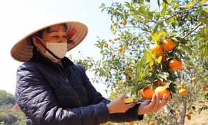 Vân Đồn: Gỡ khó cho người dân trong tiêu thụ cam