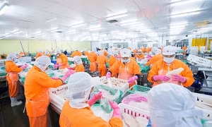 Xuất khẩu cá tra vẫn còn khó khăn