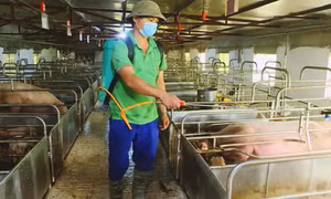 TX Đông Triều: Chủ động ngăn chặn dịch tả lợn châu Phi