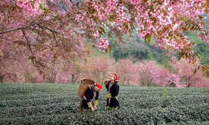 5 lý do không thể bỏ lỡ mùa đông này ở Fansipan