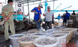 Khai thác gắn với bảo tồn nguồn lợi thủy sản